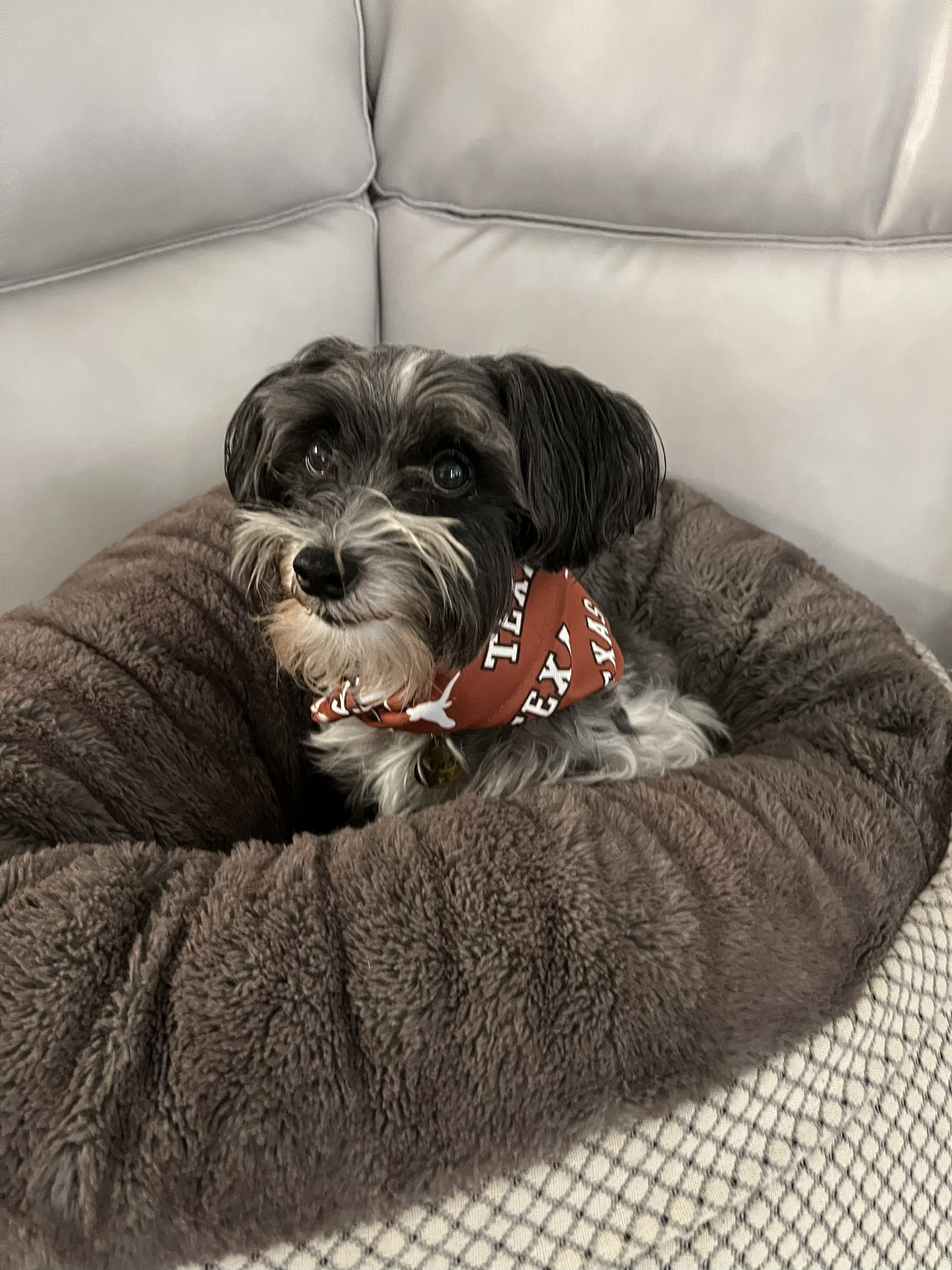 My dog Lulu the snoodle